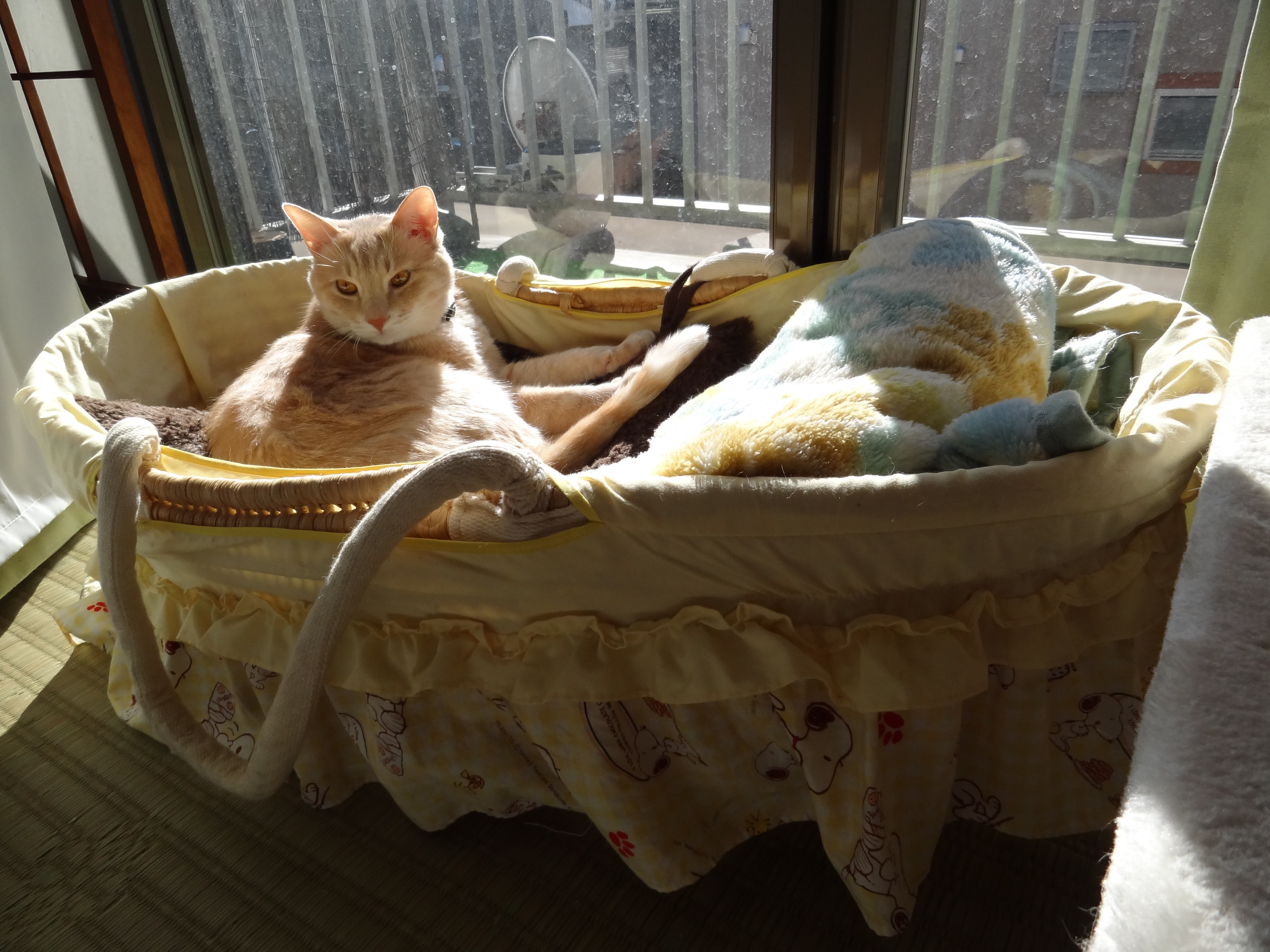 猫様専用ベッド